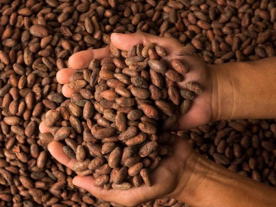 Davao City Named Philippines Official Cacao Capital G vrogue.co