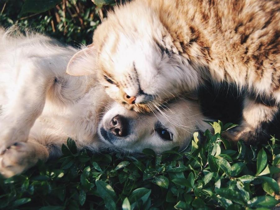 dog and cat cuddling