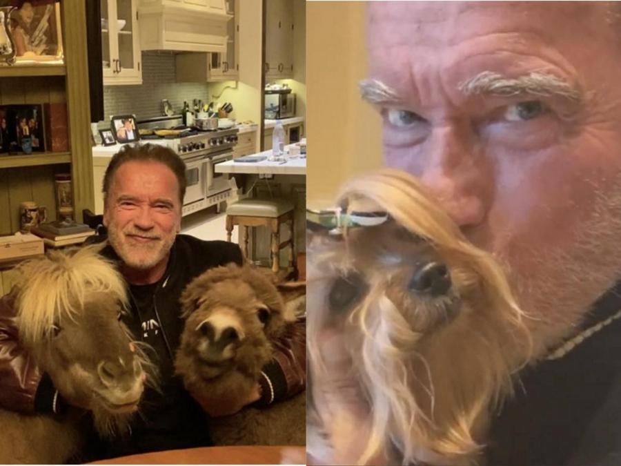 LOOK: Arnold Schwarzenegger has cute quarantine buddies: Cherry the dog ...