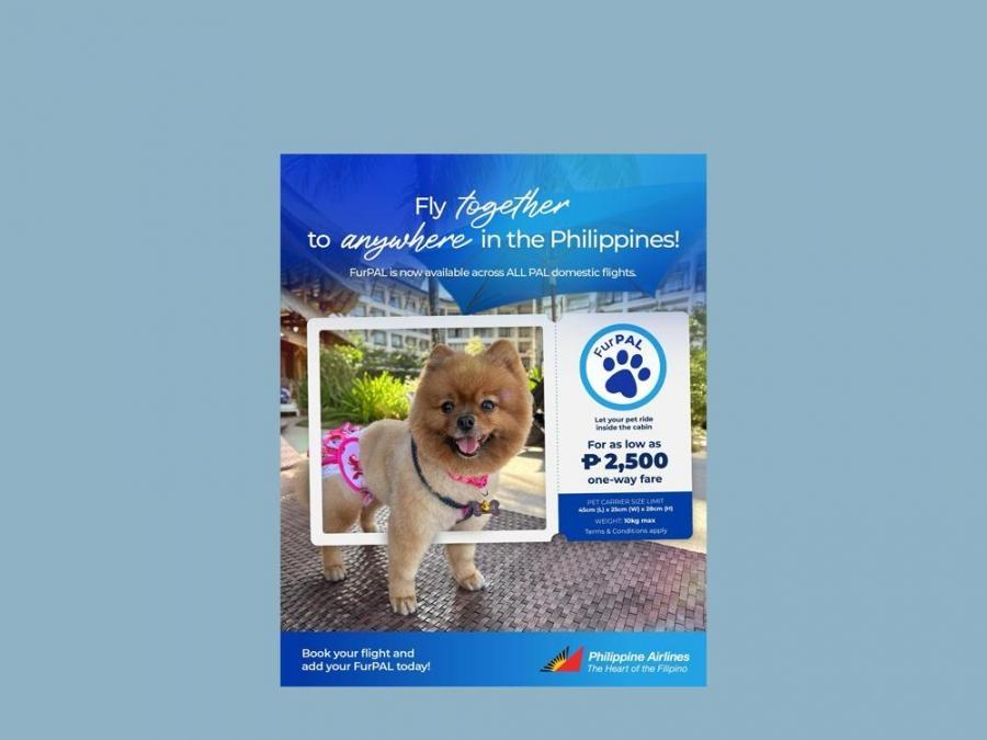 PH flag carrier now allows small dogs to fly in all their domestic flights - GMA Network