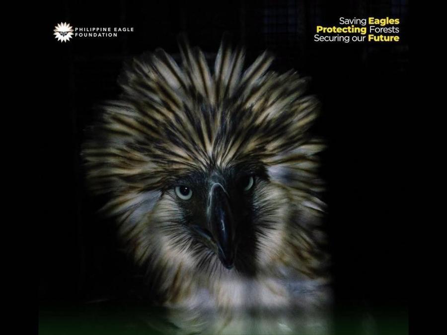 Rescued Philippine Eagle suffers from 'sudden medical crisis' and passes away