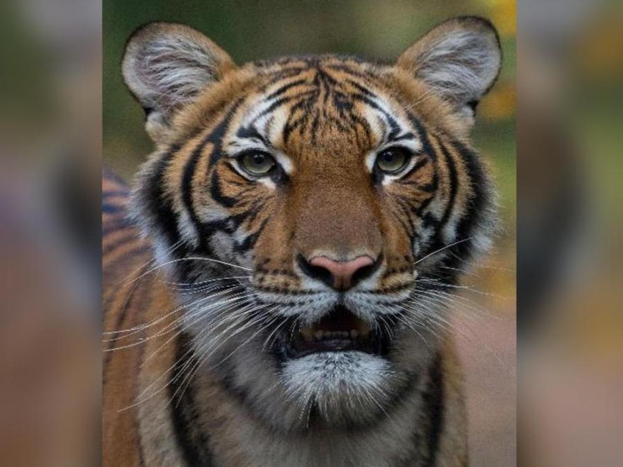 tiger positive for covid 19 