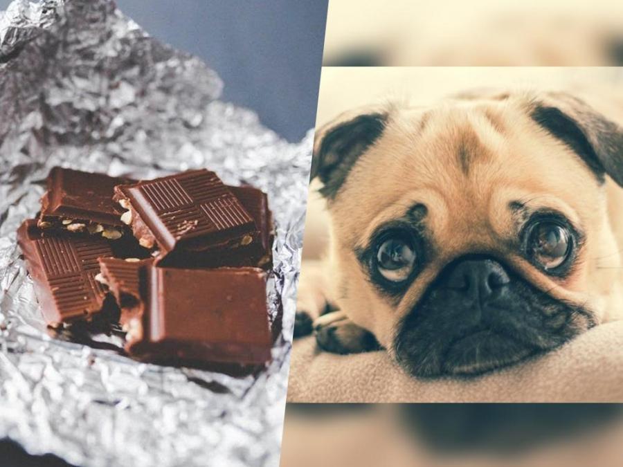 are cats or dogs chocolate