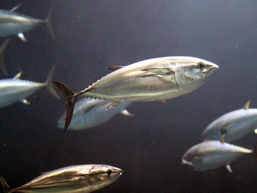 tuna fish
