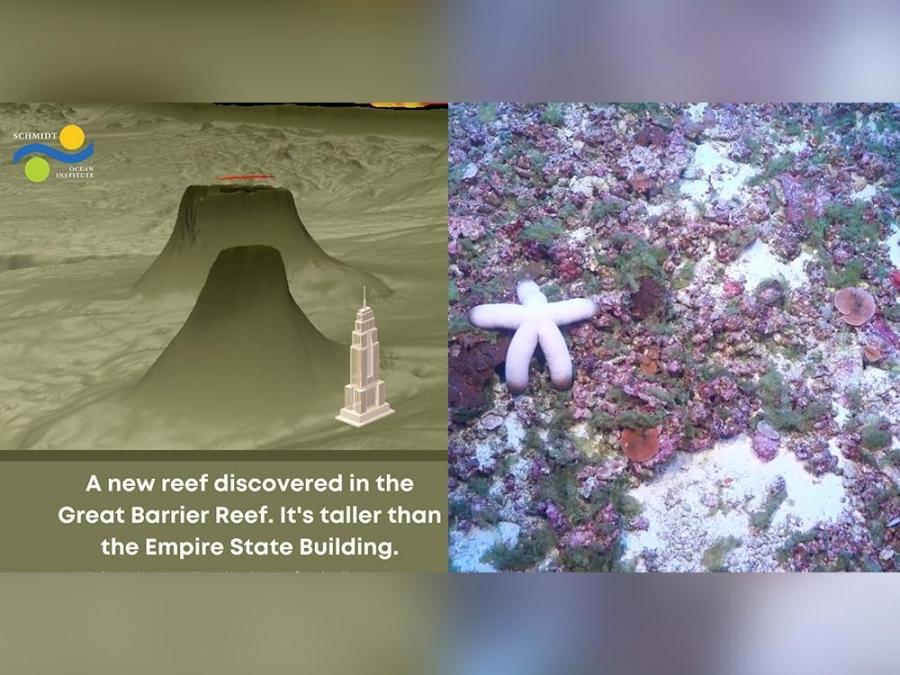 Coral reef taller than Empire building, discovered in | GMA Entertainment