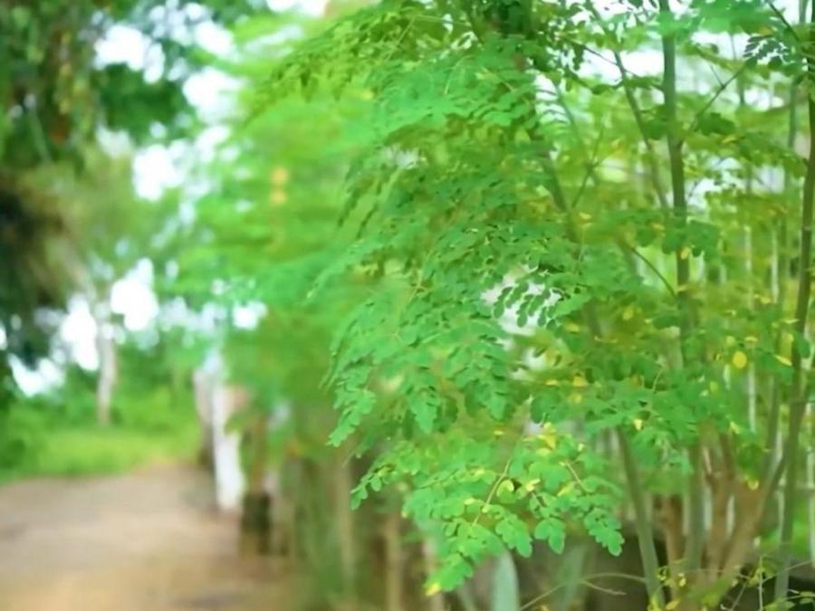 Filipino brand champions natural wellness through moringa