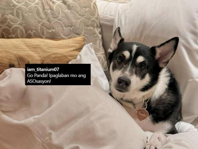 Panda and screenshot