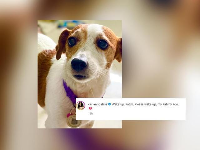 pet dog of Carla Abellana     