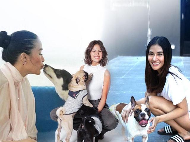 celebrity pets on Instagram