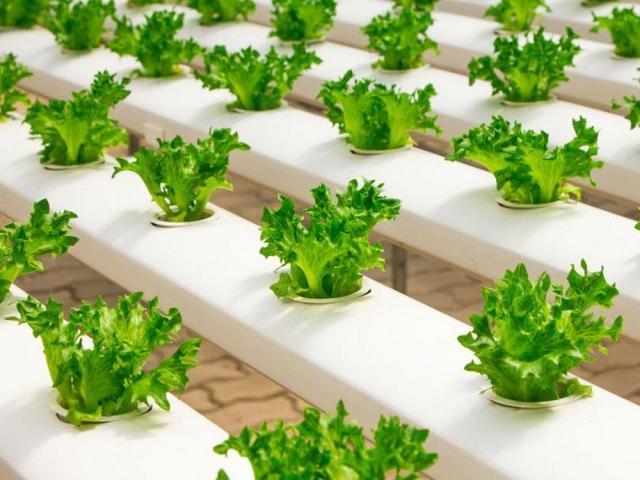 hydroponic lettuce greenhouse