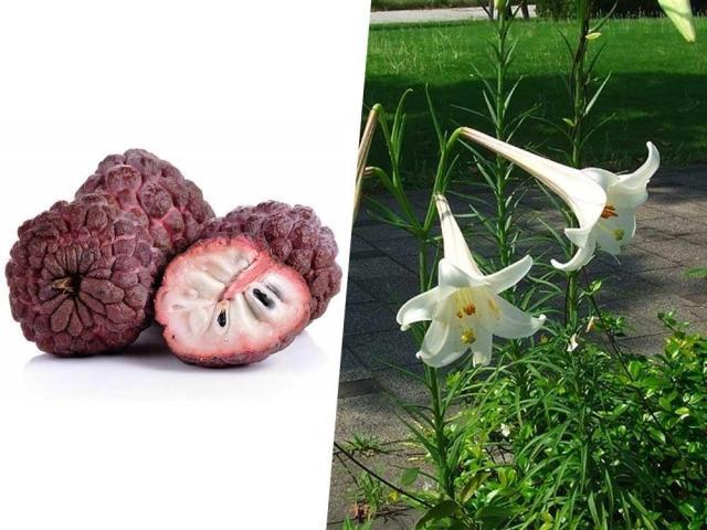 trumpet lily and custard apple
