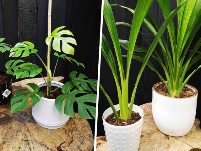 Mini Monstera and Panama Hat Palm