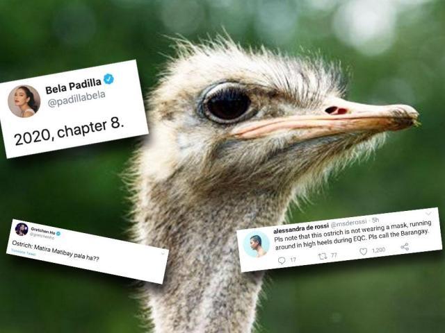 Hilarious celebrity reaction to ostrich in QC