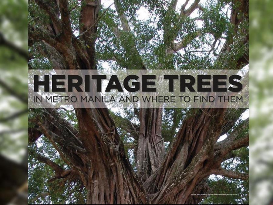 Heritage trees in Metro Manila and where to find them GMA Entertainment