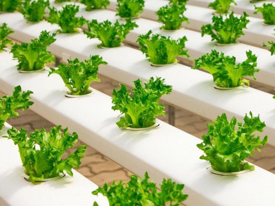 hydroponic lettuce greenhouse