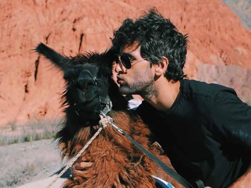 Llama with a marriage advice