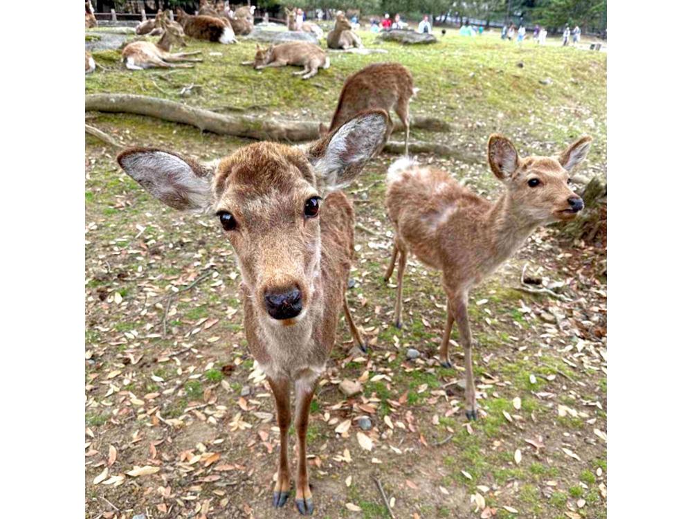 Deer