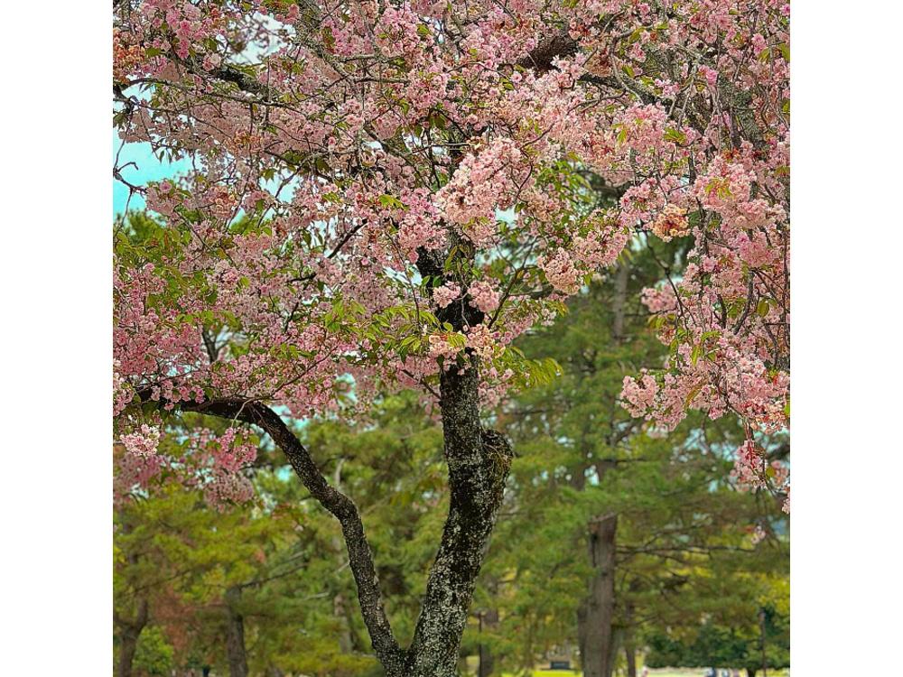 Sakura