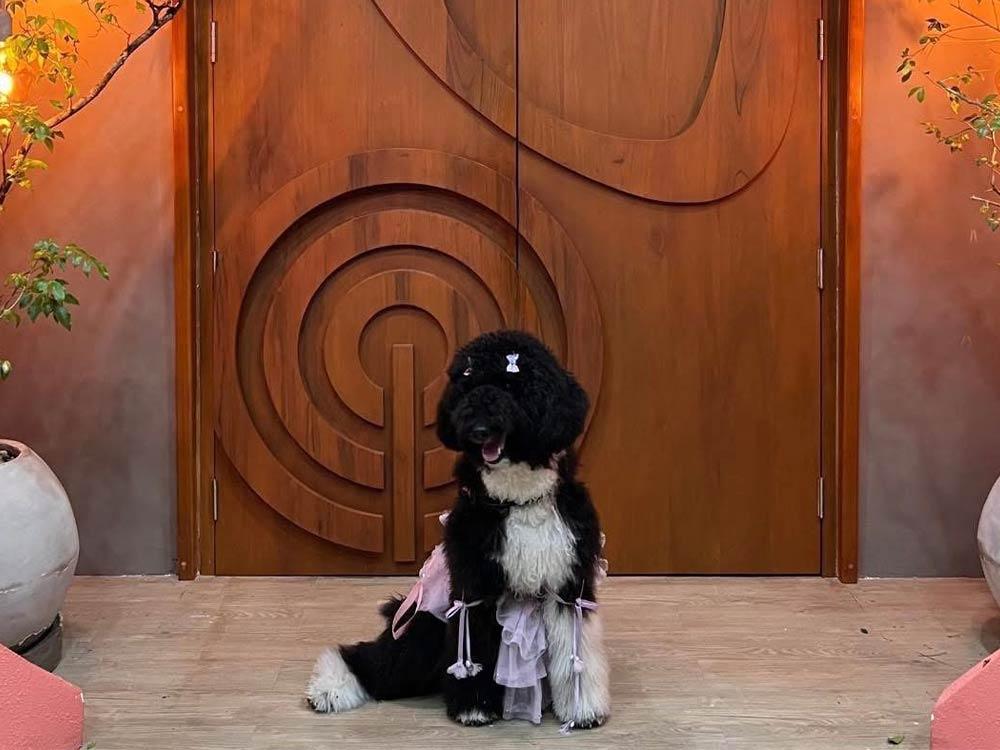 Donny Pangilinan's furbaby