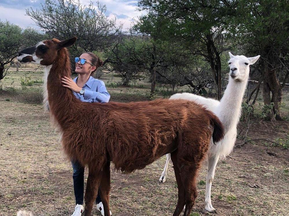 Llamas
