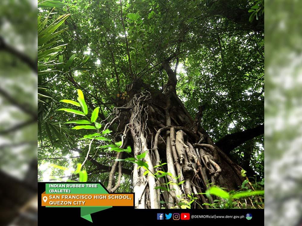  Indian Rubber Tree in Quezon City