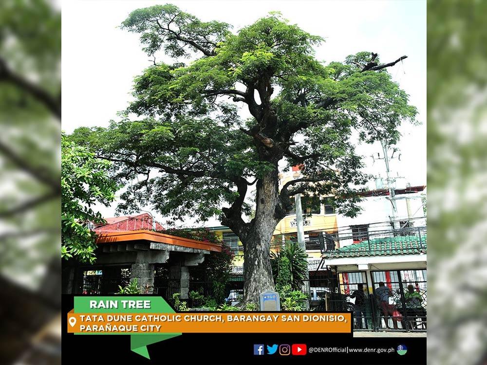  Rain Tree in Parañaque City 
