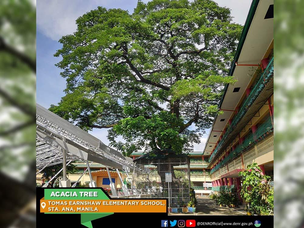 Acacia Tree in Manila 