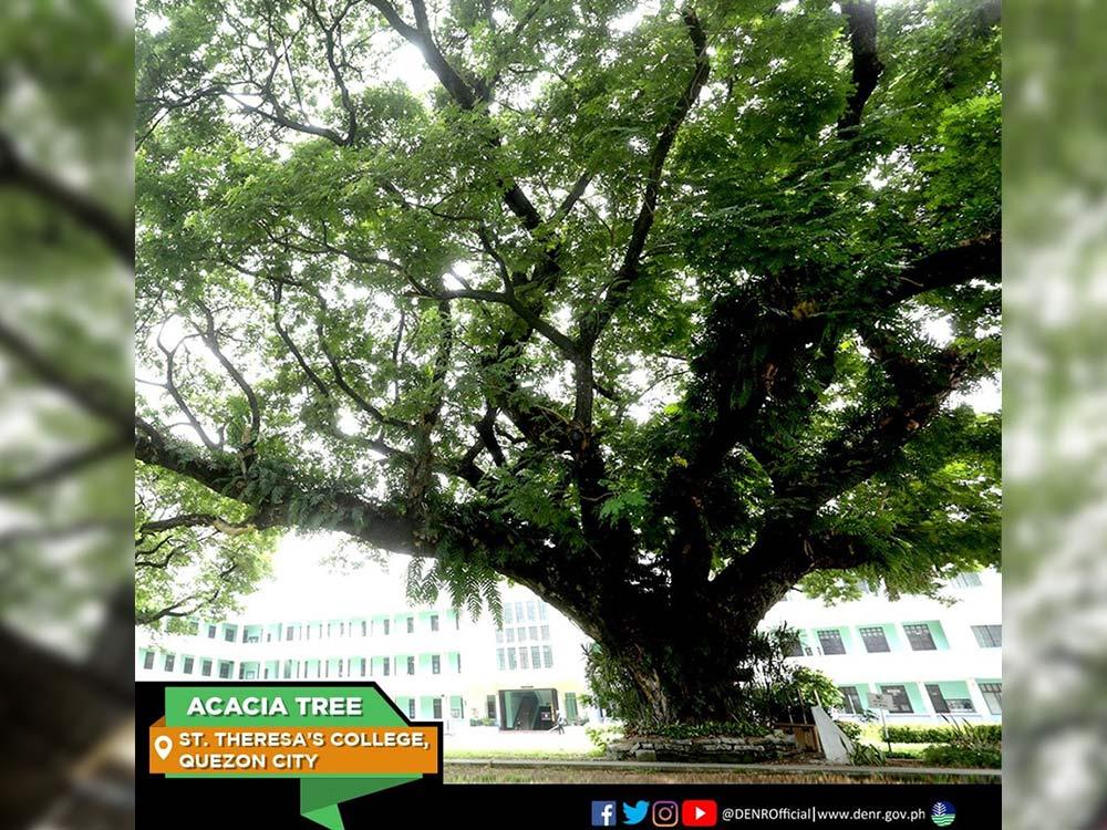 Acacia Tree in Quezon City