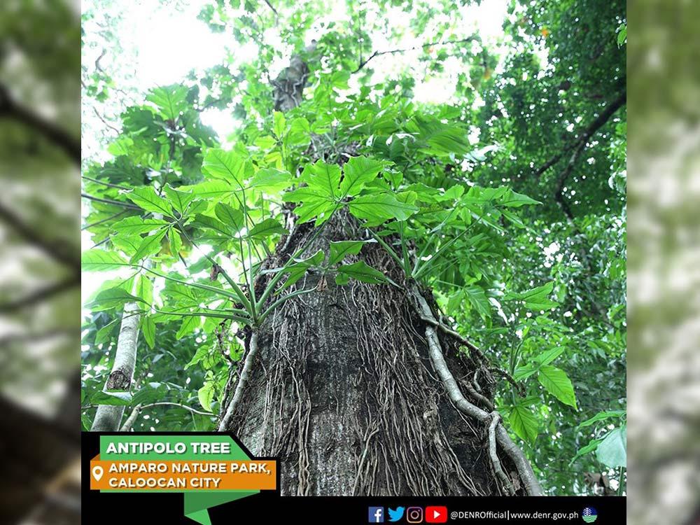 Antipolo Tree in Caloocan City