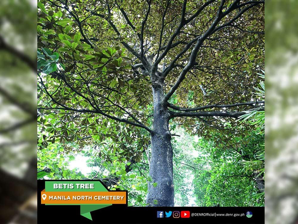 Betis Tree in Manila