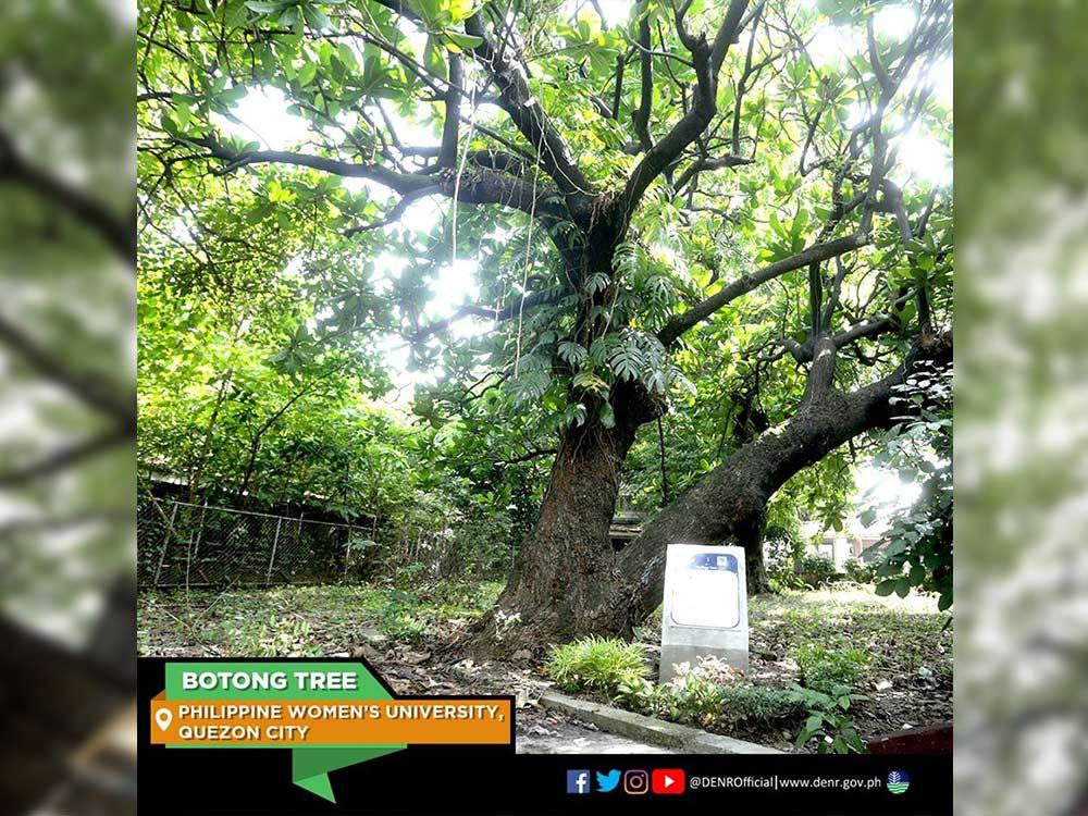 Botong Tree in Quezon City