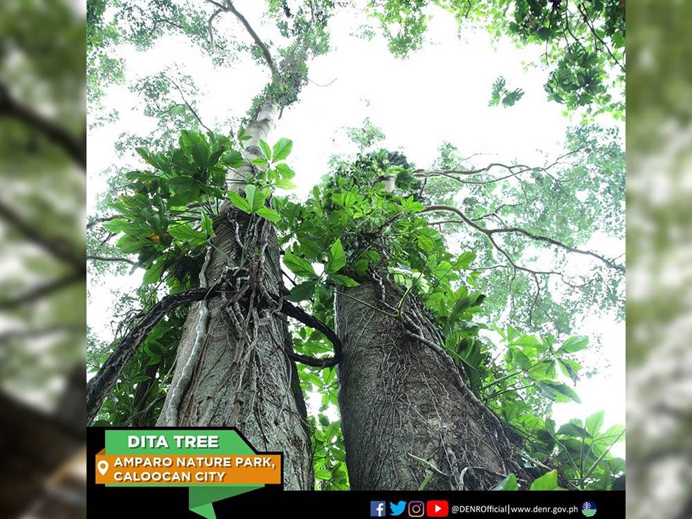 Heritage trees in Metro Manila and where to find them GMA Entertainment