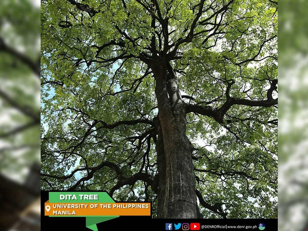 Heritage trees in Metro Manila and where to find them GMA Entertainment