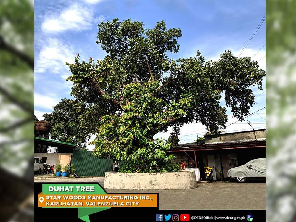 Duhat Tree in Valenzuela City