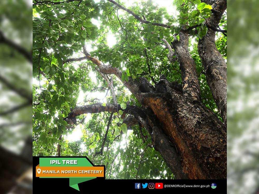 Ipil Tree in Manila