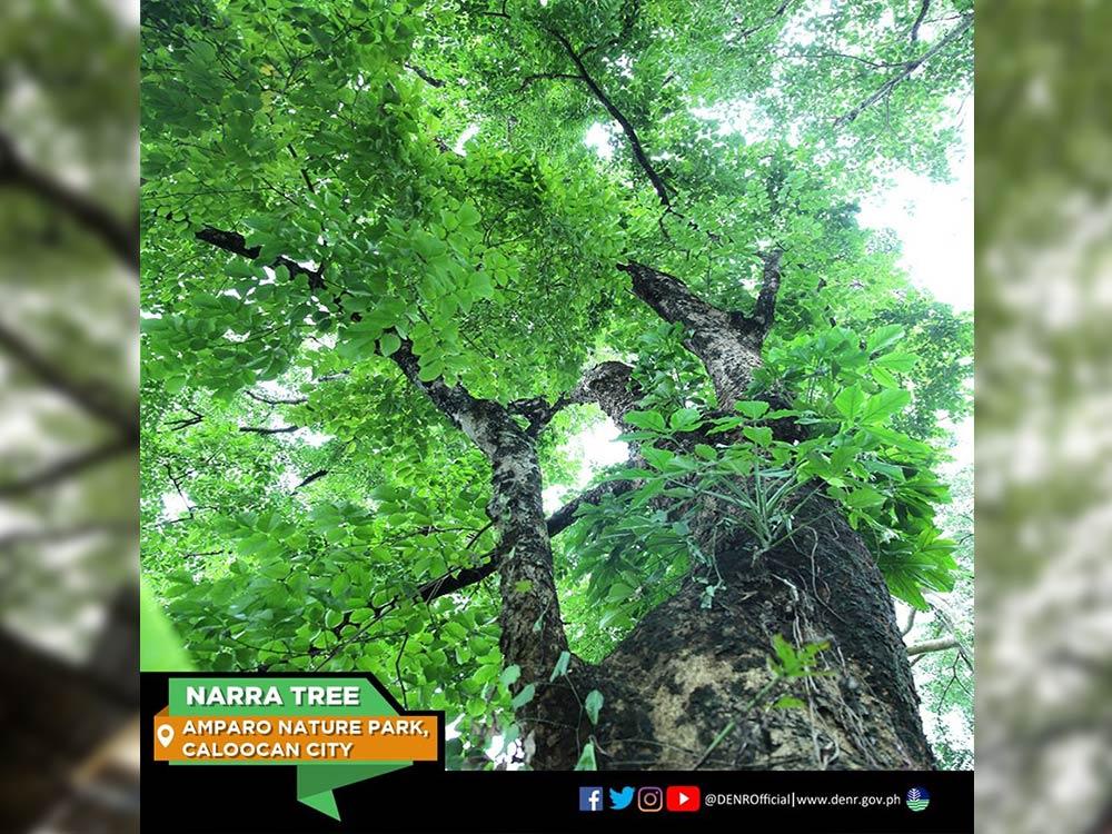 Narra Tree in Caloocan City