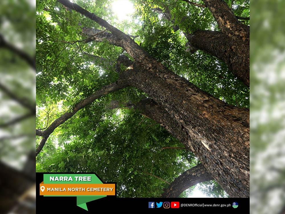 Narra Tree in Manila