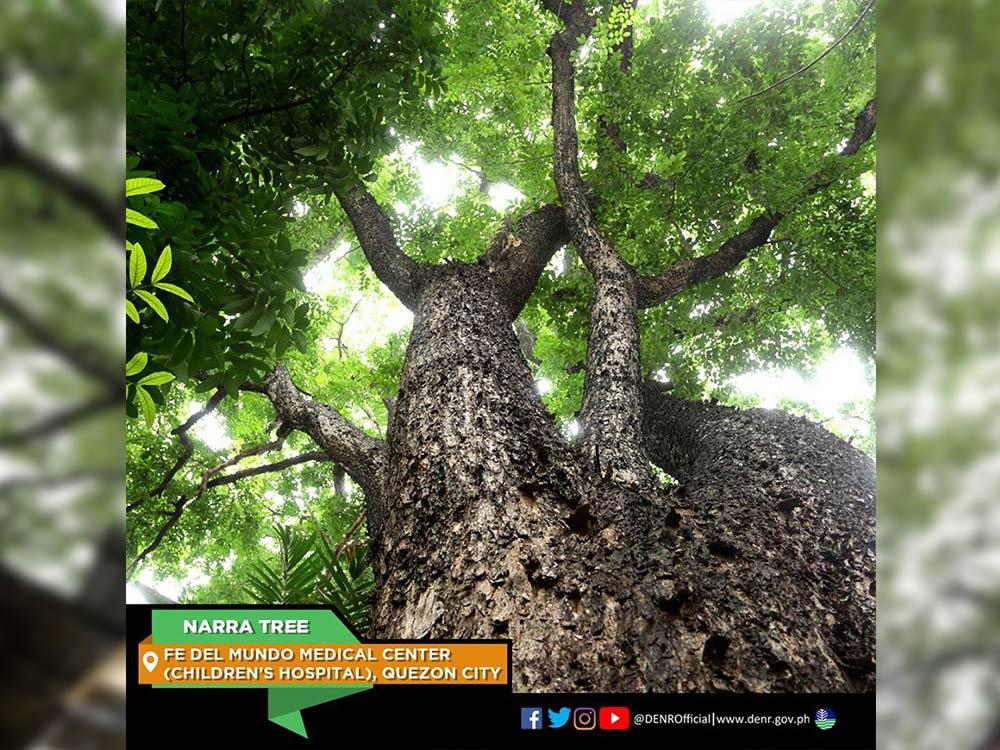 Narra Tree in Quezon City
