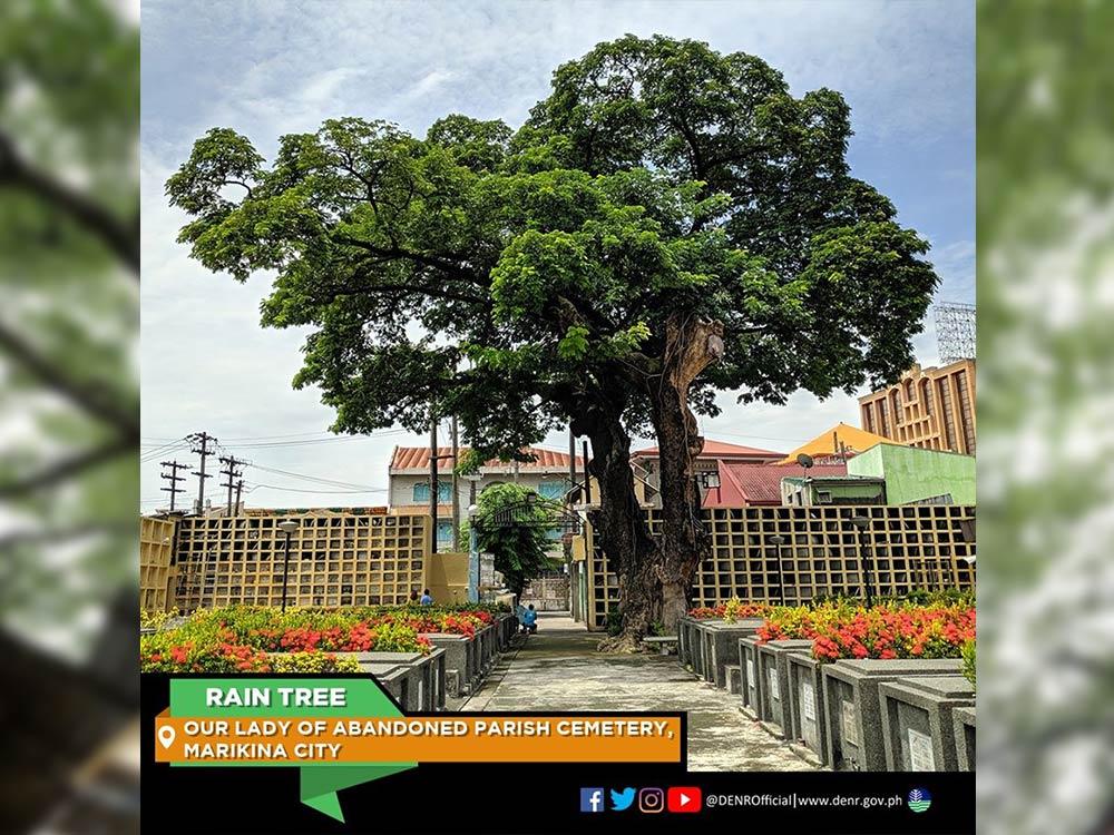 Rain Tree in Marikina City