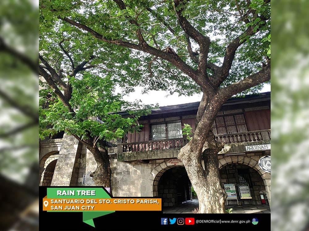 Rain Tree in San Juan City