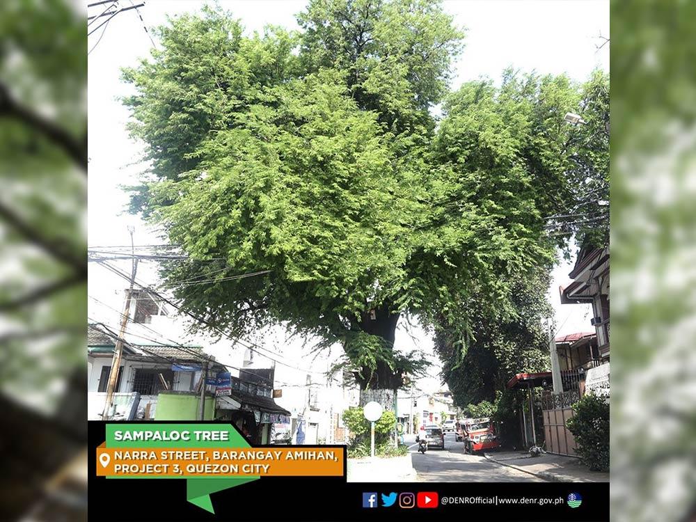 Sampaloc Tree in Quezon City