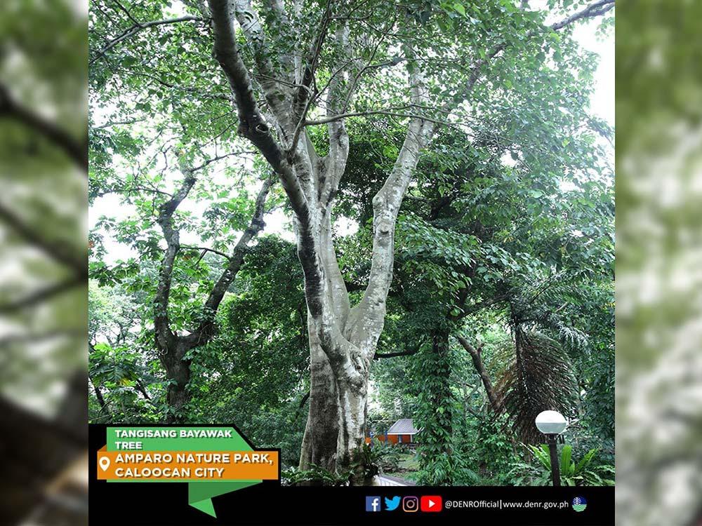 Tangisang Bayawak Tree in Caloocan City 