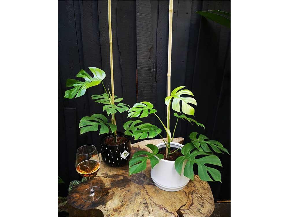 Mini Monstera or Tetrasperma