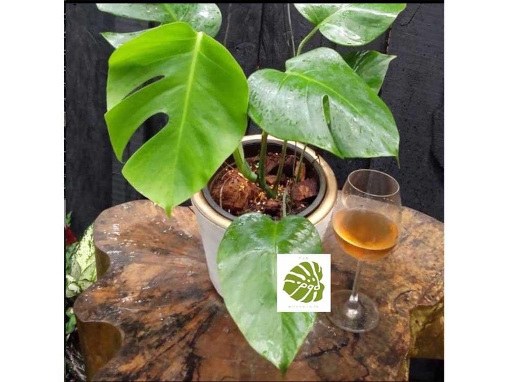 Monstera deliciosa
