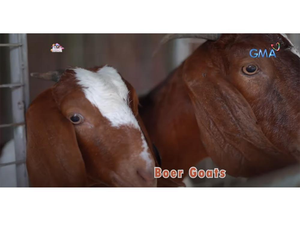 Boer goat