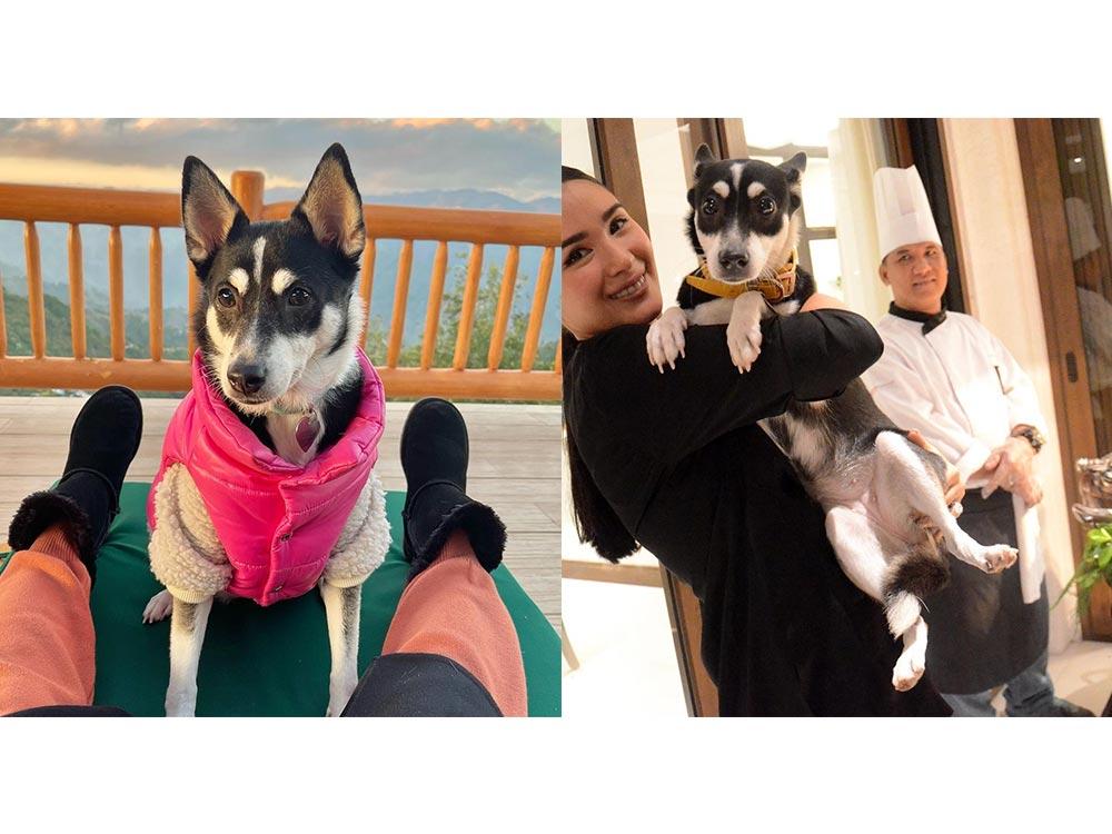 Heart Evangelista's adopted dog dons Hermes scarf worth thousands of pesos  - The Filipino Times