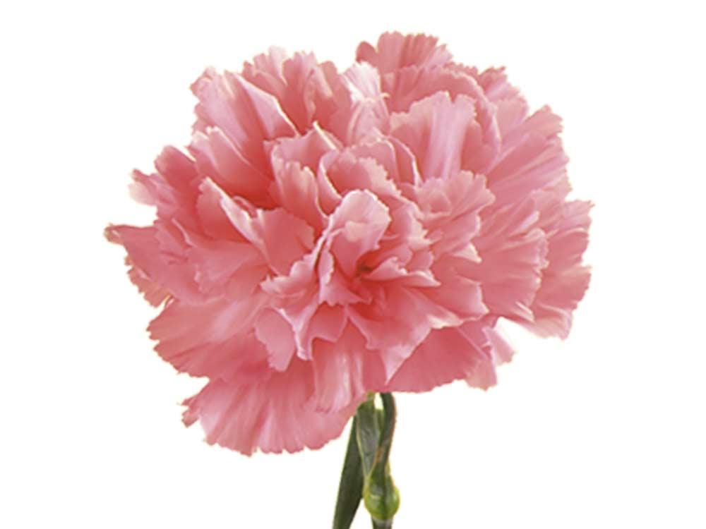  Carnation