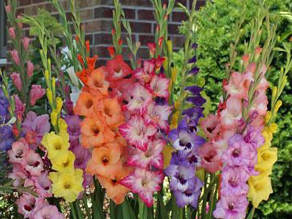 Gladiolus