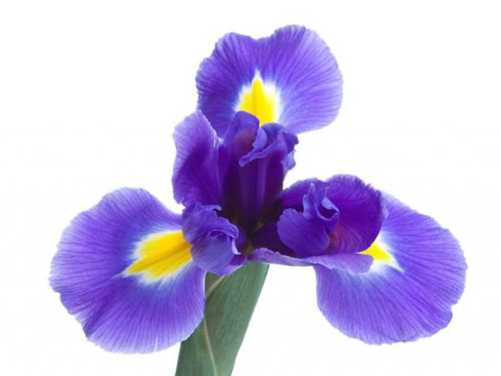 Iris