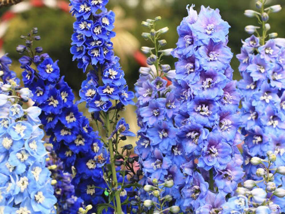 Larkspur
